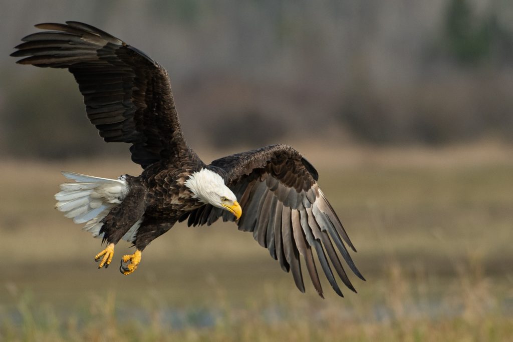 bald eagle